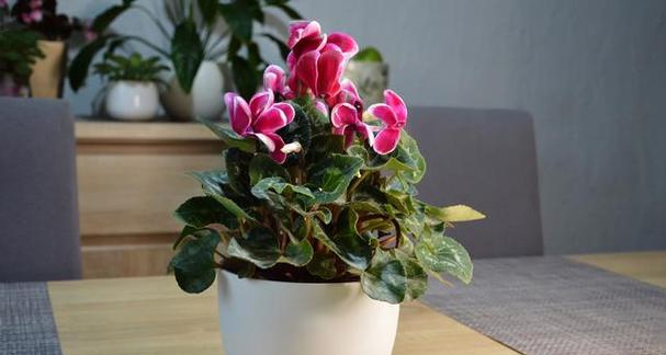 北方冬天适合养什么花（探秘北方冬季花卉种植的秘密）