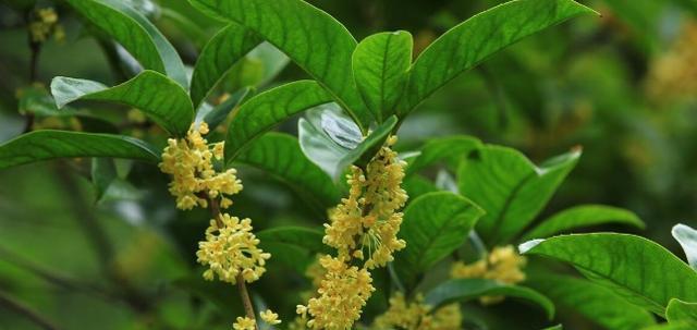 北方桂花树栽培指南（适合北方栽培的桂花品种与栽培技巧）