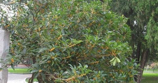 北方桂花树栽培指南（适合北方栽培的桂花品种与栽培技巧）