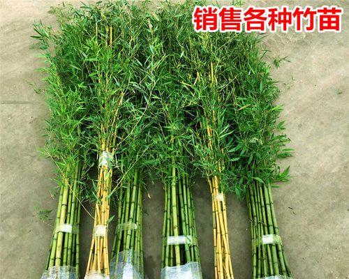 北方也能种竹子（探寻北方种竹的秘诀与方法）