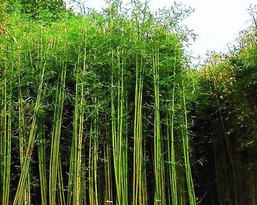 北方也能种竹子（探寻北方种竹的秘诀与方法）