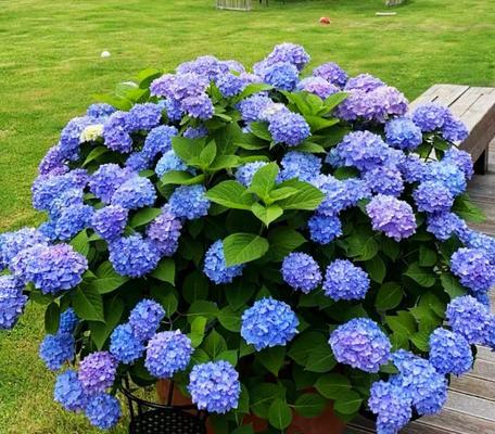 北方露台适宜种植的花卉（探寻北方露台花卉养殖的奥秘）