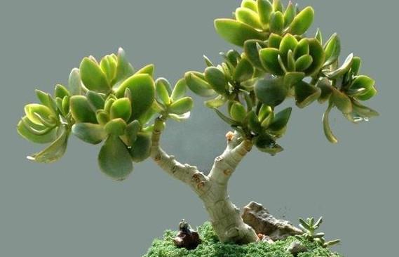 北方盆景植物——花开四季的艺术品（探寻北方盆景植物的多彩世界）