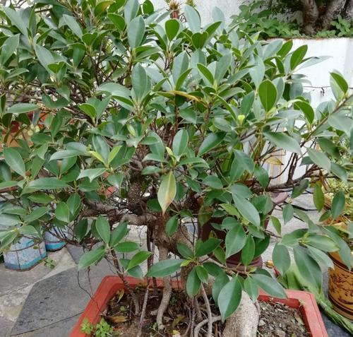 北方盆景植物——花开四季的艺术品（探寻北方盆景植物的多彩世界）