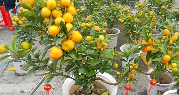 北方盆栽柑橘的养殖方法（如何在北方地区成功种植柑橘）