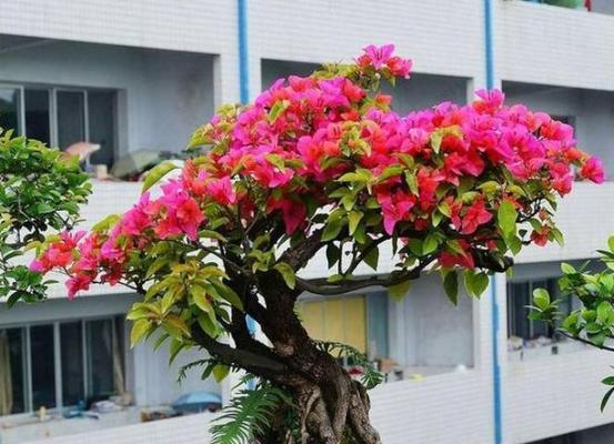 北方三角梅的养殖方法与注意事项（打造美丽花园）