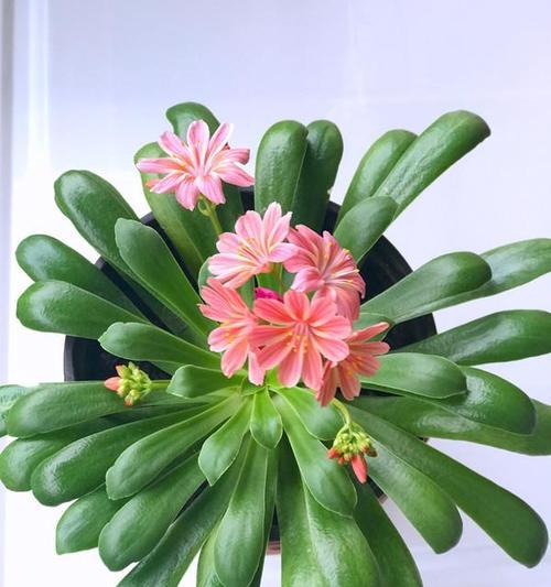 北方花卉栽培指南（打造北方花园的美丽景观）