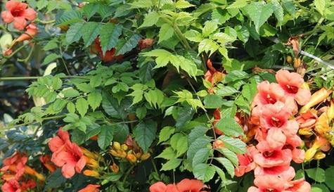 北方庭院的花卉种植（打造北国花园）