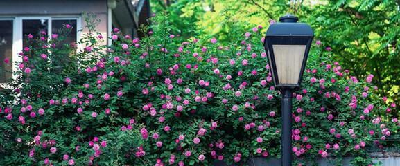北方庭院的花卉种植（打造北国花园）