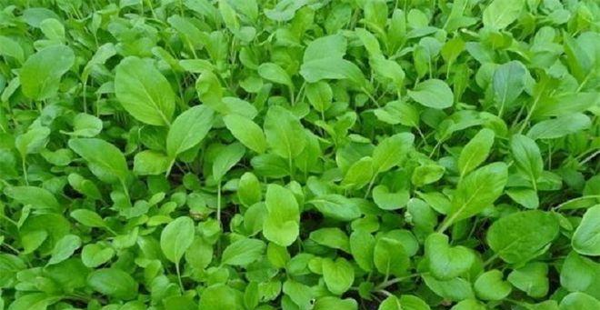 北方夏季适合种植的蔬菜-丰收在即