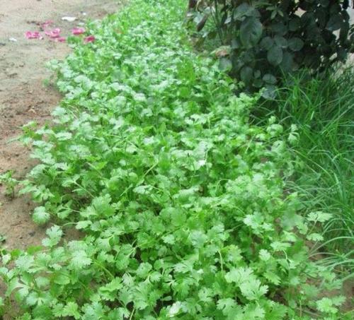 北方夏季适合种植的蔬菜-丰收在即