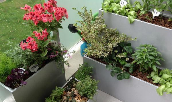 北方阳台种植指南：打造绿色生活空间
