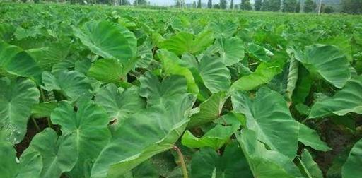 北方芋头种植全指南（从时间到方法）