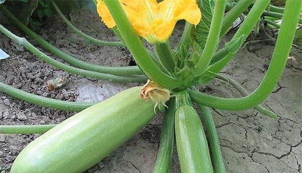 北瓜种植全攻略（一步步教你如何选择时间和方法）