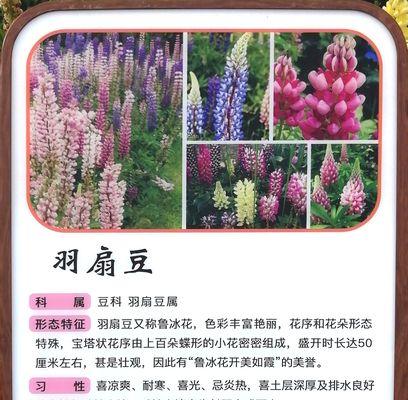 北花一号的开花频率（探究北花一号每年开花的规律）