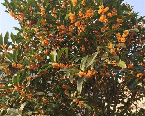北京可以种桂花树吗（探究北京的桂花树种植现状及相关问题）