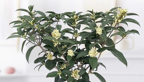 北京可以种桂花树吗（探究北京的桂花树种植现状及相关问题）