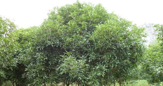 北京可以种桂花树吗（探究北京的桂花树种植现状及相关问题）