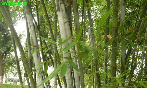 北京种竹子指南（竹子在北京的栽培）