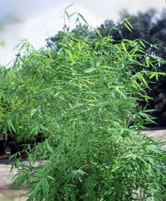 北京种竹子指南（竹子在北京的栽培）