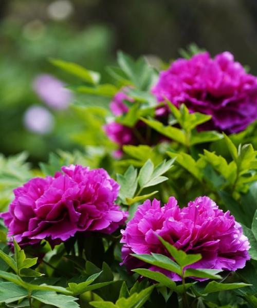 北京适宜种植的花（在北京打造缤纷花海）