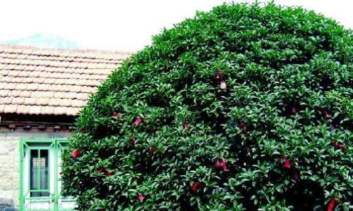 北京宜植树种指南（探索北京市区适宜种植的树种）