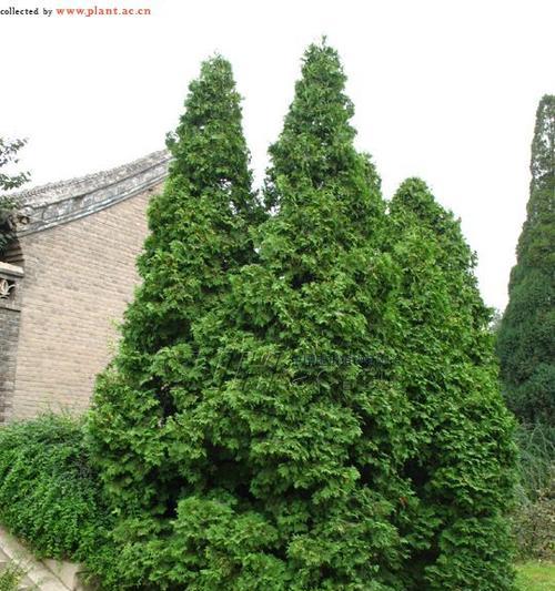 北京宜植树种指南（探索北京市区适宜种植的树种）