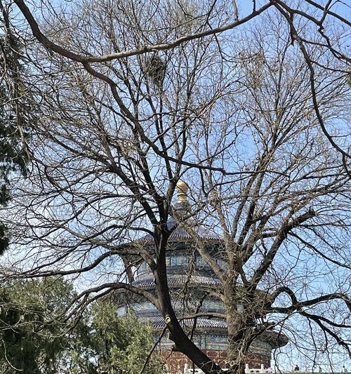 北京宜植树种指南（探索北京市区适宜种植的树种）