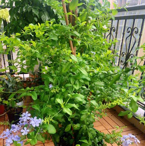 北面露台的理想花草选择（打造北面露台的绿色世界）