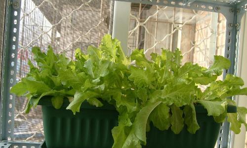 北面阳台蔬菜种植指南（打造属于自己的小菜园）