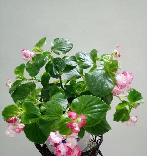 北阳台的花卉种植之道（打造属于你的春天花园）