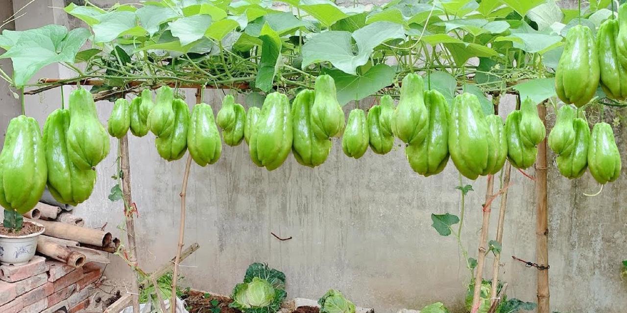 贝贝瓜种植全攻略（贝贝瓜种植时间）