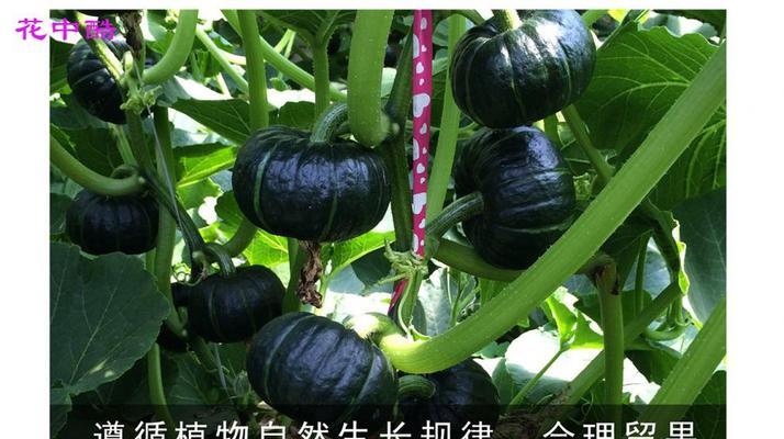 贝贝瓜种子种植的最佳时间（如何选择最佳的种植时间来获得最好的收成）
