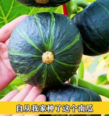 贝贝小南瓜应该去皮吗（南瓜的好处和去皮的方法）