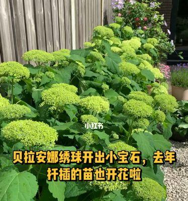 贝拉安娜绣球的开花习性（探讨贝拉安娜绣球的花期和花量）