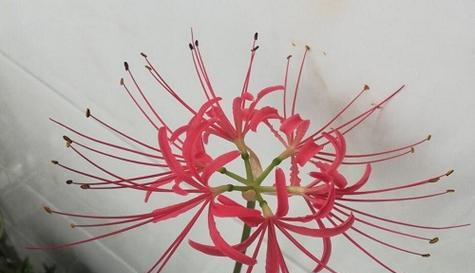 彼岸花不开花的原因剖析（探究彼岸花开花失败的因素及解决方法）