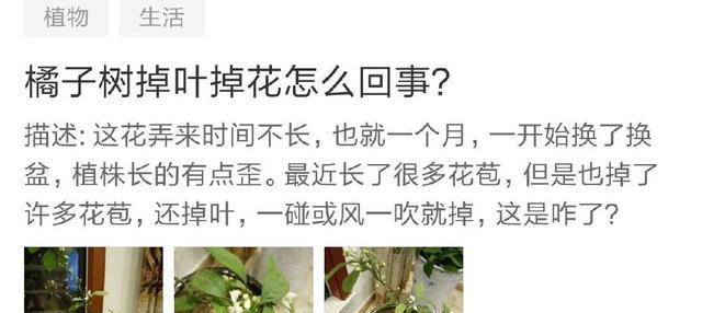 如何处理不长叶子的彼岸花（彼岸花不长新叶的原因和解决方法）