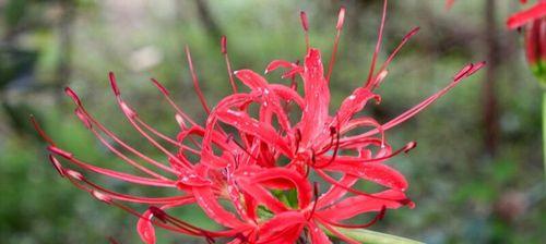 探秘彼岸花的神秘之谜（揭秘彼岸花的寓意及文化内涵）