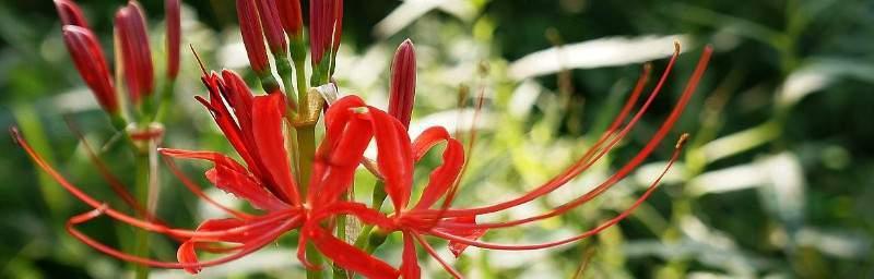 探秘彼岸花开的季节（神秘花开在何时何地）
