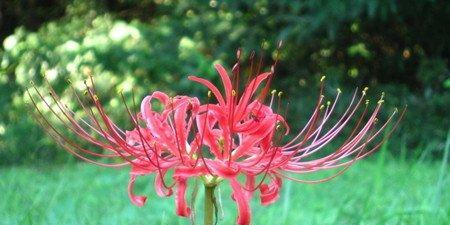 探寻彼岸花的花语与寓意（解析彼岸花的含义）