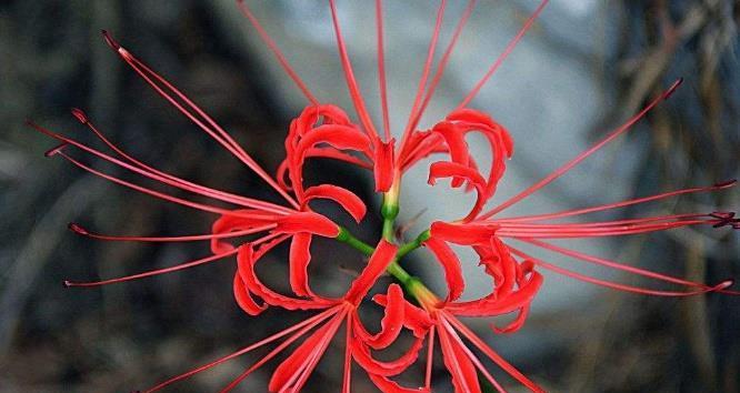 探秘彼岸花的生长环境与特点（从生态环境到生长周期）