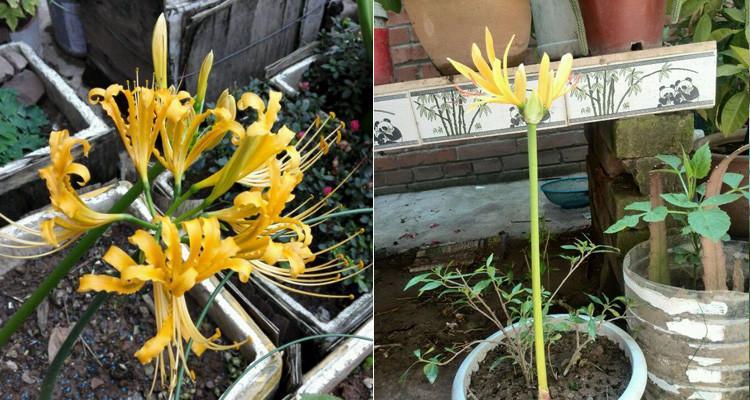 如何保存和种植彼岸花种球（种球的收集）
