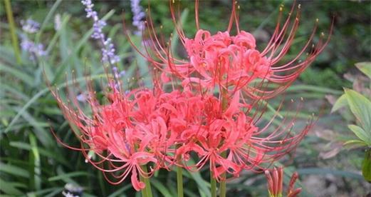 彼岸花开花周期及生长习性（探秘彼岸花开花之谜）