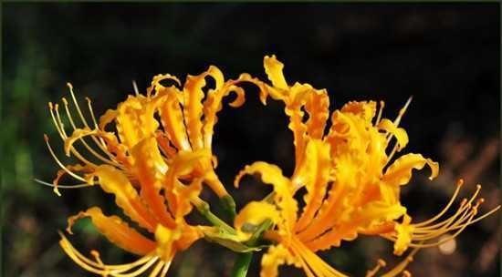 彼岸花开花周期及生长习性（探秘彼岸花开花之谜）