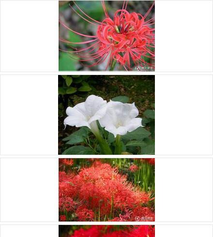 彼岸花开花时间及养护技巧（掌握彼岸花的开花时间）