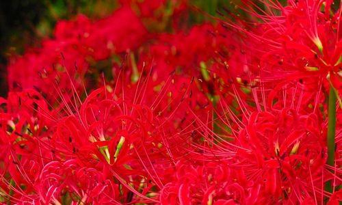 迷人的彼岸花（探秘彼岸花开放的时间以及观赏技巧）
