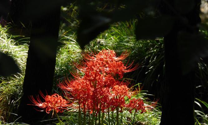 室内养花（一起来了解这种高颜值的花卉吧）