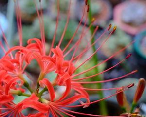 室内养花（一起来了解这种高颜值的花卉吧）