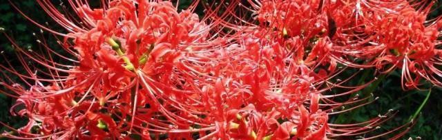 彼岸花开花季节与花期（探寻彼岸花美丽的开放时刻）