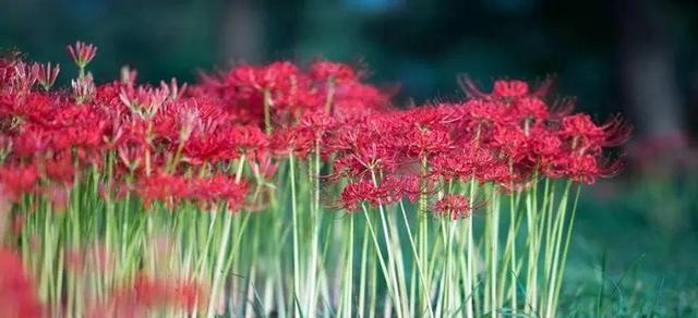 探秘彼岸花生的生长环境与特点（掌握彼岸花生的适宜种植环境）